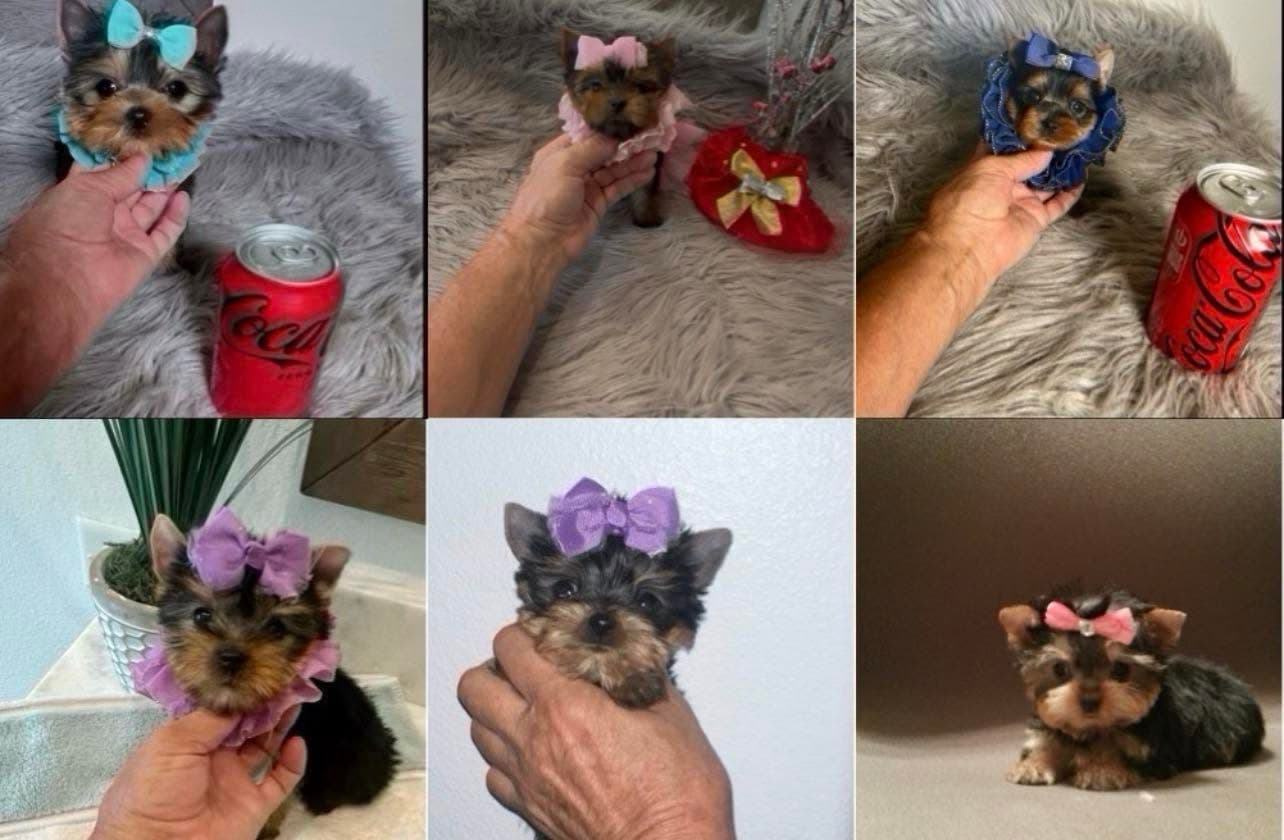 Finding the Best Teacup Yorkie Breeder in Texas: What to Look For — Texas Tiny Yorkies guide