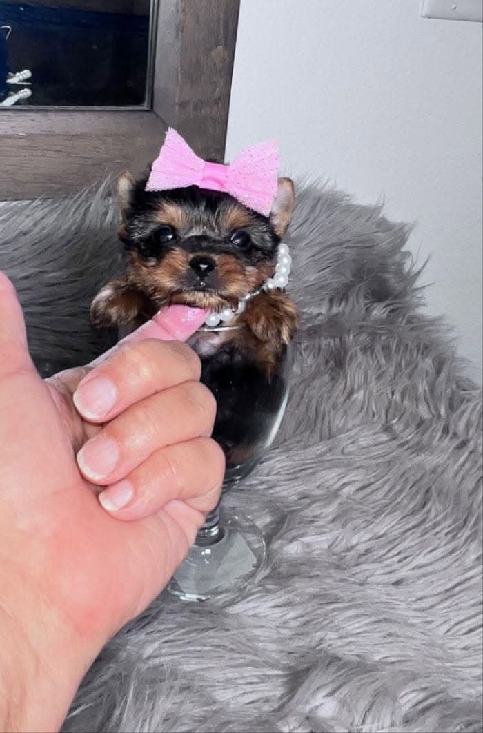 Very small Yorkshire Terrier puppy wearing a pink bow in a person’s hand