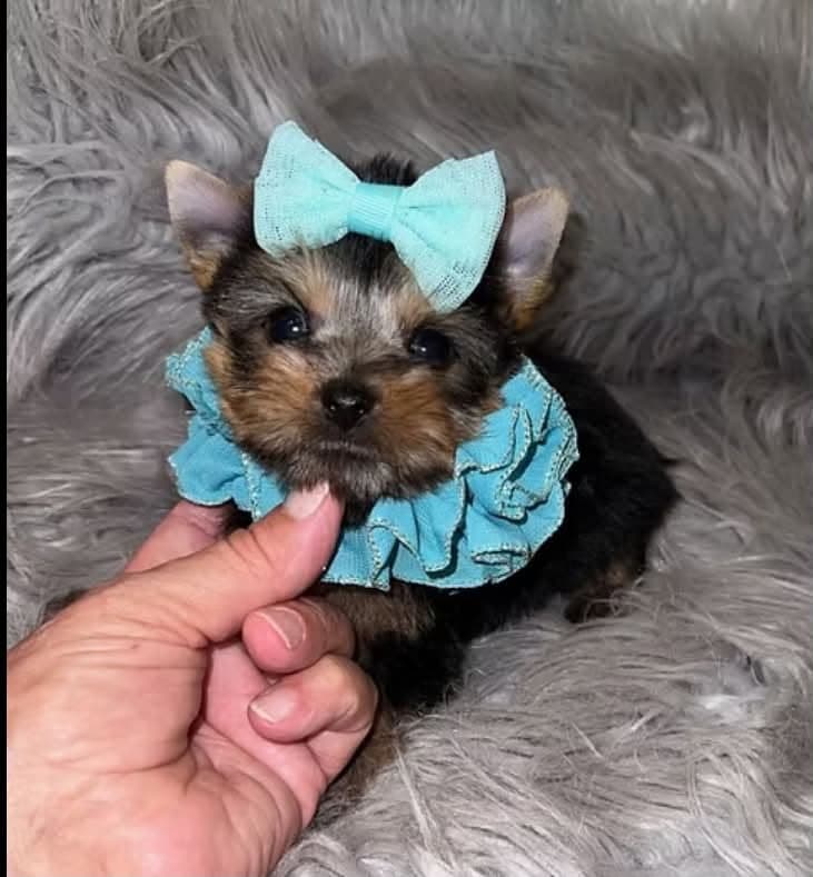 Small Yorkshire Terrier puppy wearing an aqua bow