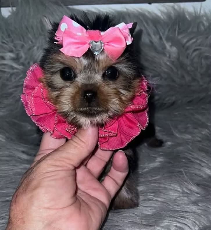 Small Yorkshire Terrier puppy wearing a bright pink bow