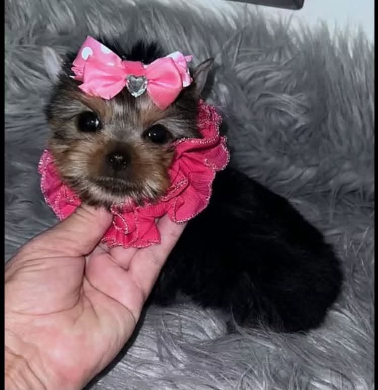 Small Yorkshire Terrier puppy wearing a pink bow