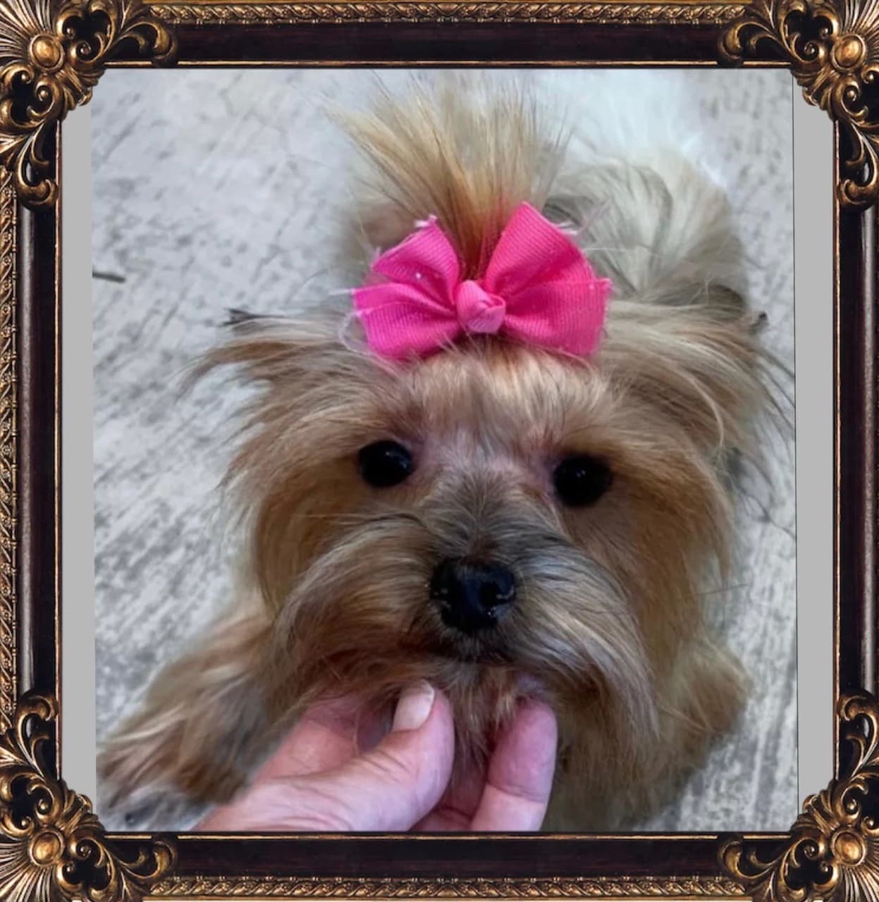 Essential Teacup Yorkie Health Care: Vaccinations, Vet Visits, and Preventative Tips for Texas Owners — Texas Tiny Yorkies guide