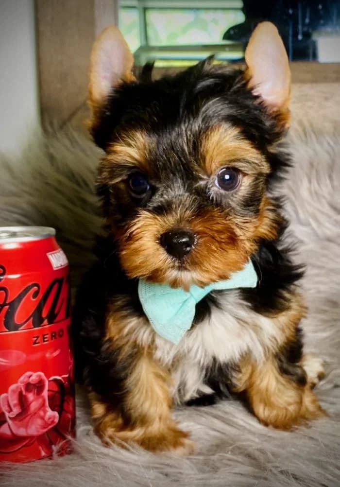 Small Yorkshire Terrier puppy featured in a guide to Yorkie size terms and growth