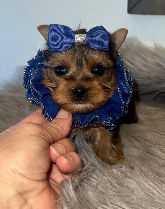 Teacup Yorkie Coat Care: Grooming Tips for a Healthy and Shiny Coat — Texas Tiny Yorkies guide