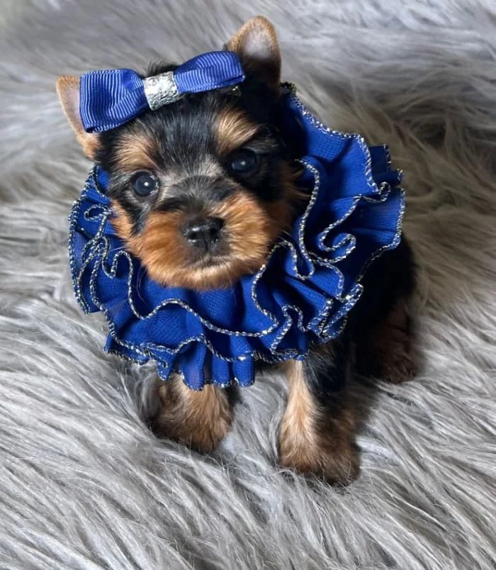Teacup Yorkie Costs in Texas: What to Expect When Budgeting for Your New Pup — Texas Tiny Yorkies guide