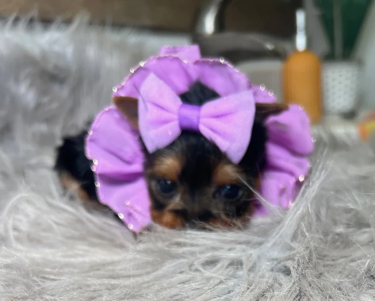 The Perfect Teacup Yorkie Grooming Schedule for Texas Pet Parents — Texas Tiny Yorkies guide