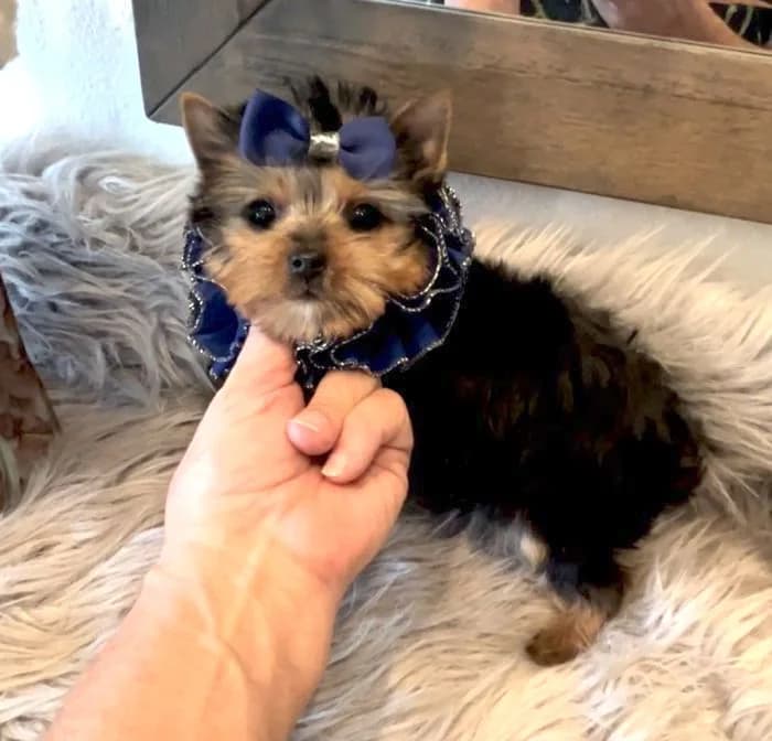 Why Choose Texas Tiny Yorkies for Your New Teacup Puppy in Texas — Texas Tiny Yorkies guide