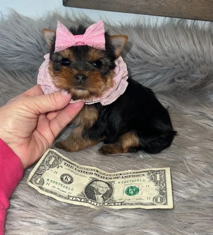 The Truth About Teacup Yorkie Lifespan: How to Help Your Pup Live Longer — Texas Tiny Yorkies guide
