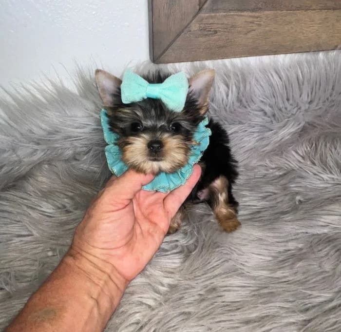 How to Choose the Best Food for Your Teacup Yorkie: Nutritional Tips for Texas Owners — Texas Tiny Yorkies guide