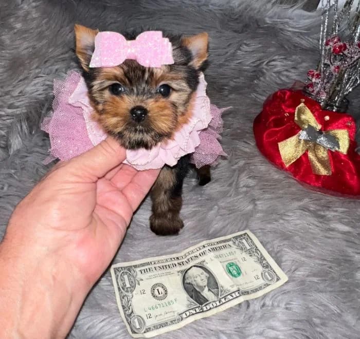 Past Texas Tiny Yorkies puppy 4