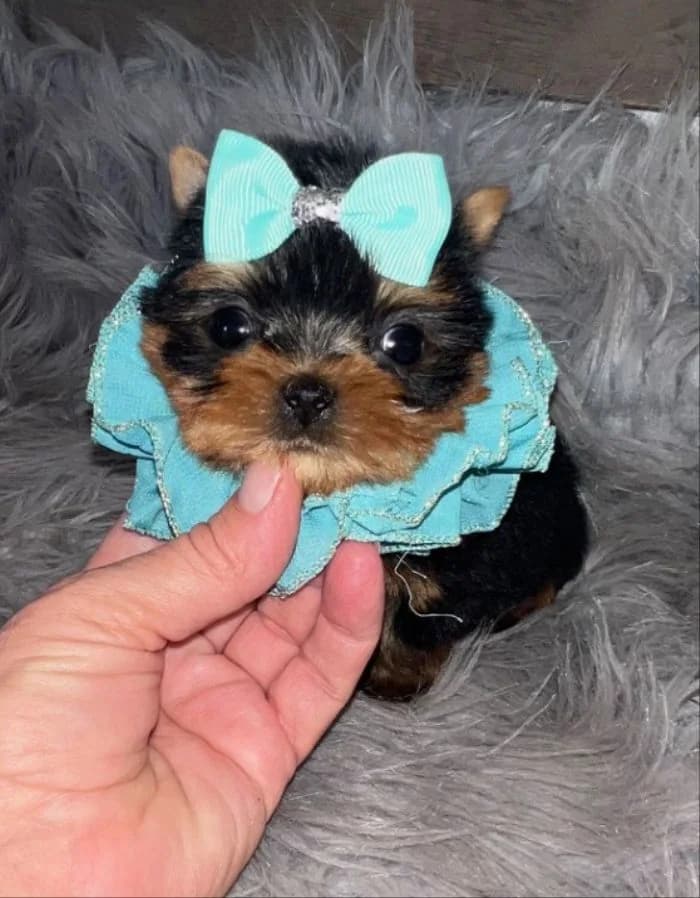 Past Texas Tiny Yorkies puppy 19