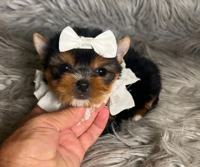 Finding Reputable Teacup Yorkie Breeders in Texas: What to Look For — Texas Tiny Yorkies guide