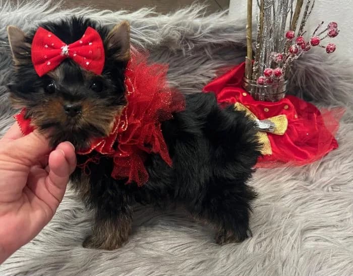 Past Texas Tiny Yorkies puppy 18