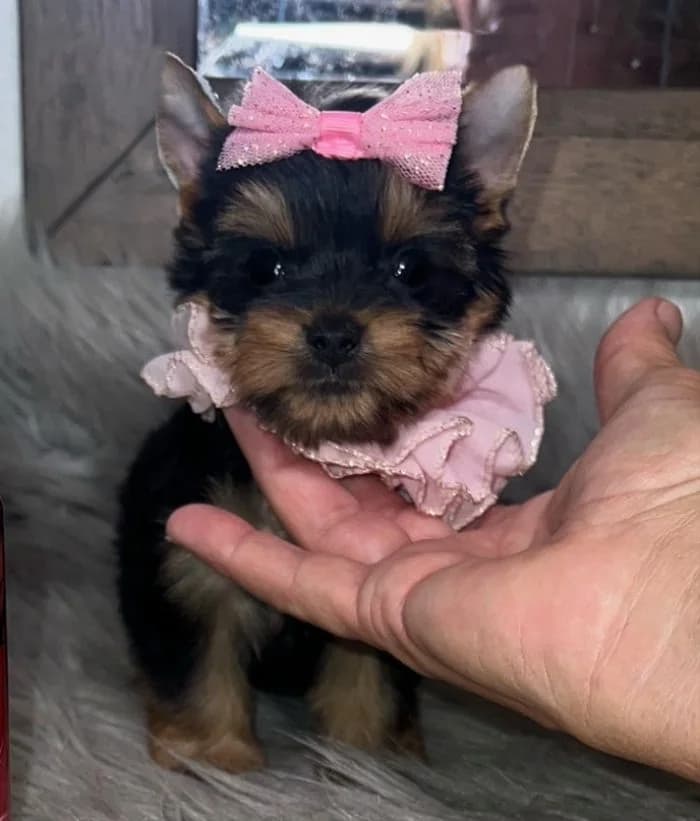 Yorkie-Friendly Travel Tips: Exploring Texas and Beyond with Your Teacup Yorkie — Texas Tiny Yorkies guide