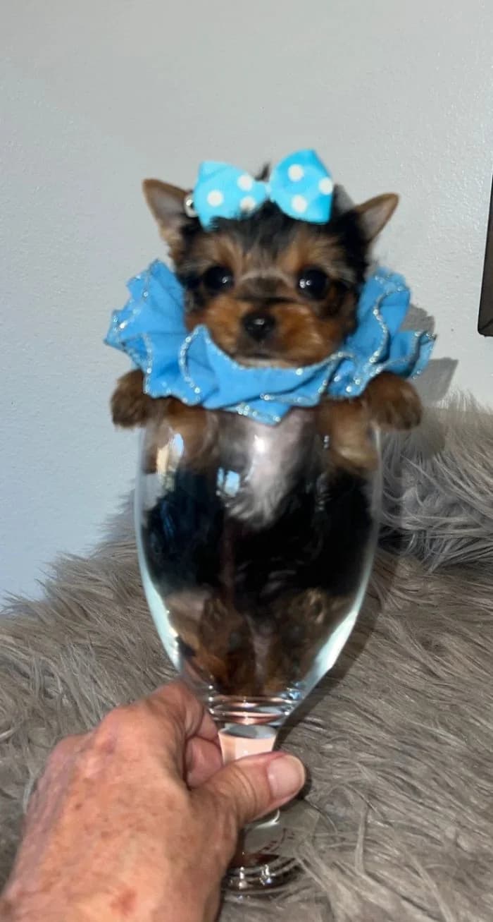Teacup Yorkie Training Hacks: How to Stop Barking, Chewing, and Accidents — Texas Tiny Yorkies guide