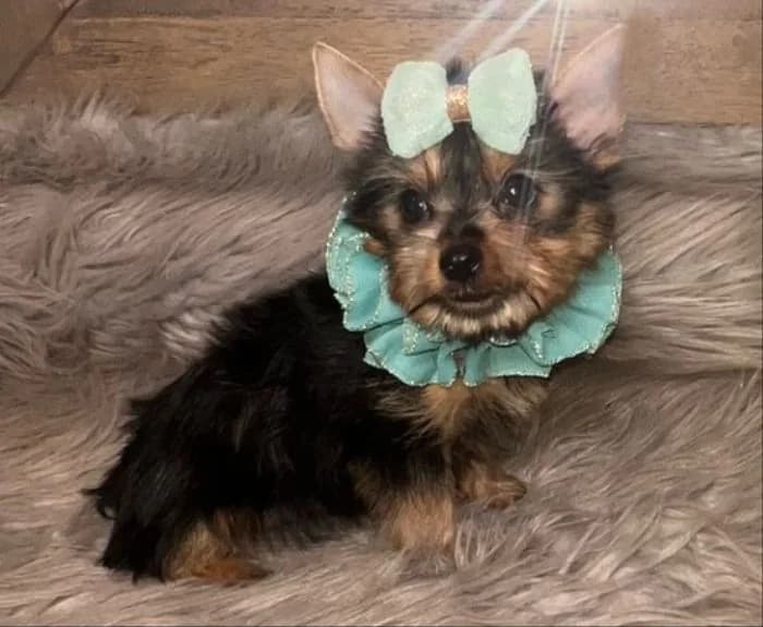 Why Teacup Yorkies Make the Perfect Companion: Personality, Size, and Care — Texas Tiny Yorkies guide