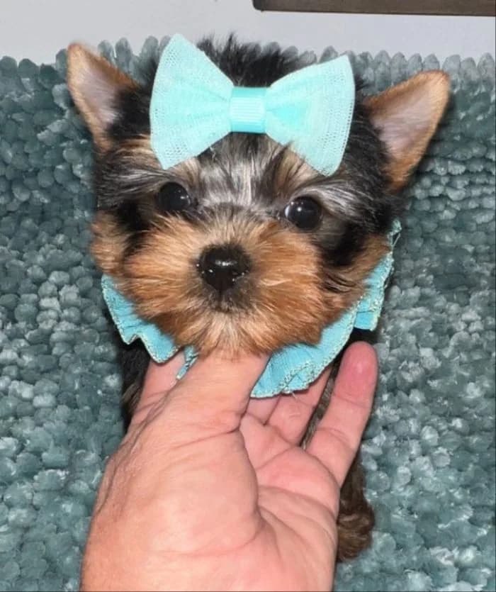 Navigating the Temperament of Teacup Yorkies: What Every Potential Owner Should Know — Texas Tiny Yorkies guide