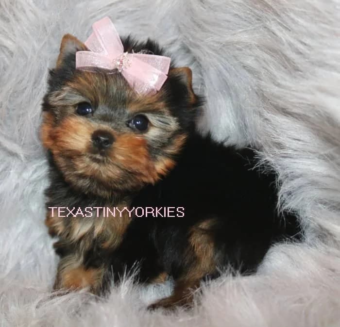 Past Texas Tiny Yorkies puppy 10
