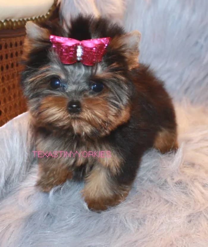 Teacup Yorkie Puppy-Proofing Tips for First-Time Texas Dog Owners — Texas Tiny Yorkies guide