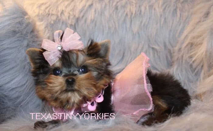 Past Texas Tiny Yorkies puppy 11