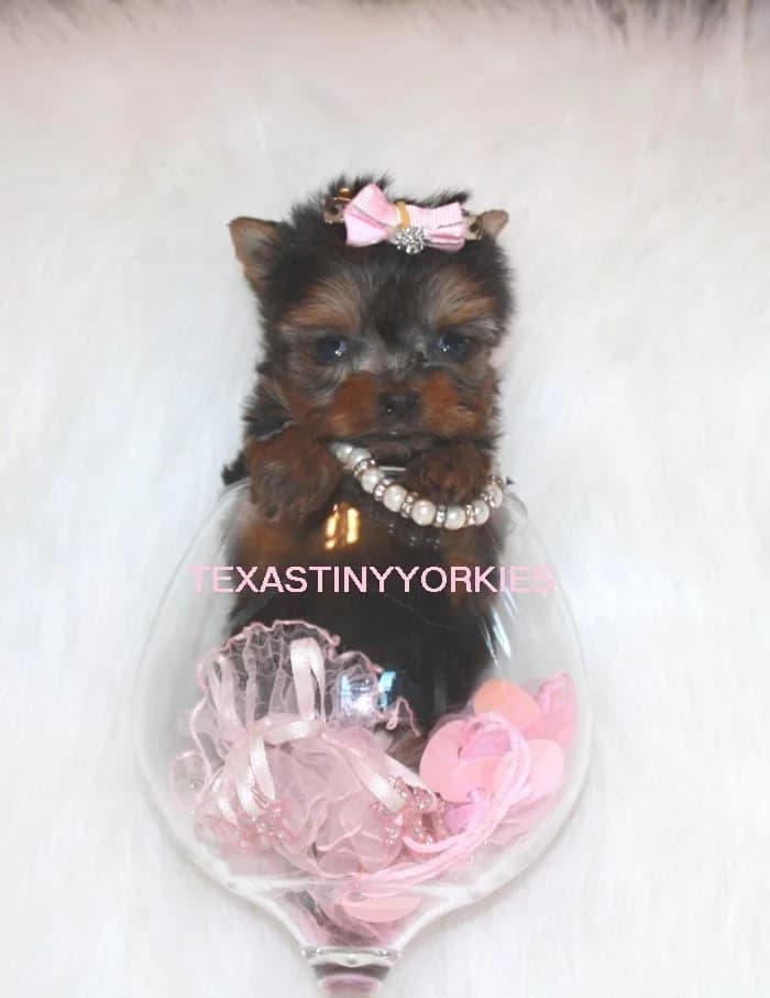 Past Texas Tiny Yorkies puppy 13