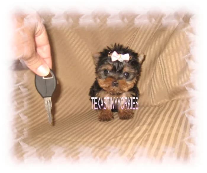 Past Texas Tiny Yorkies puppy 17
