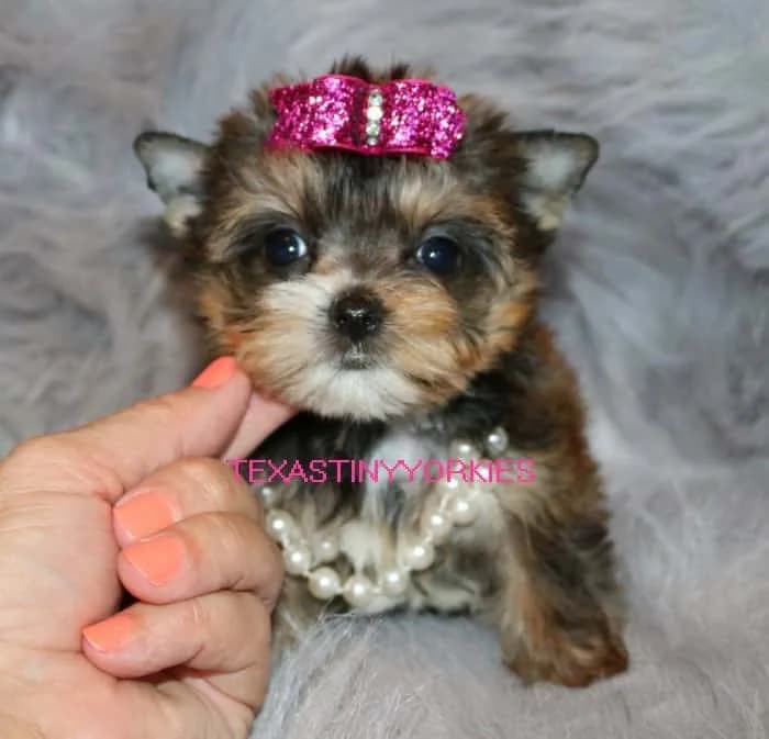 Past Texas Tiny Yorkies puppy 12