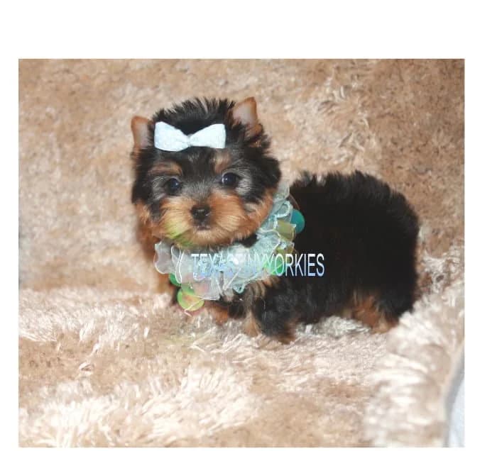 Past Texas Tiny Yorkies puppy 16