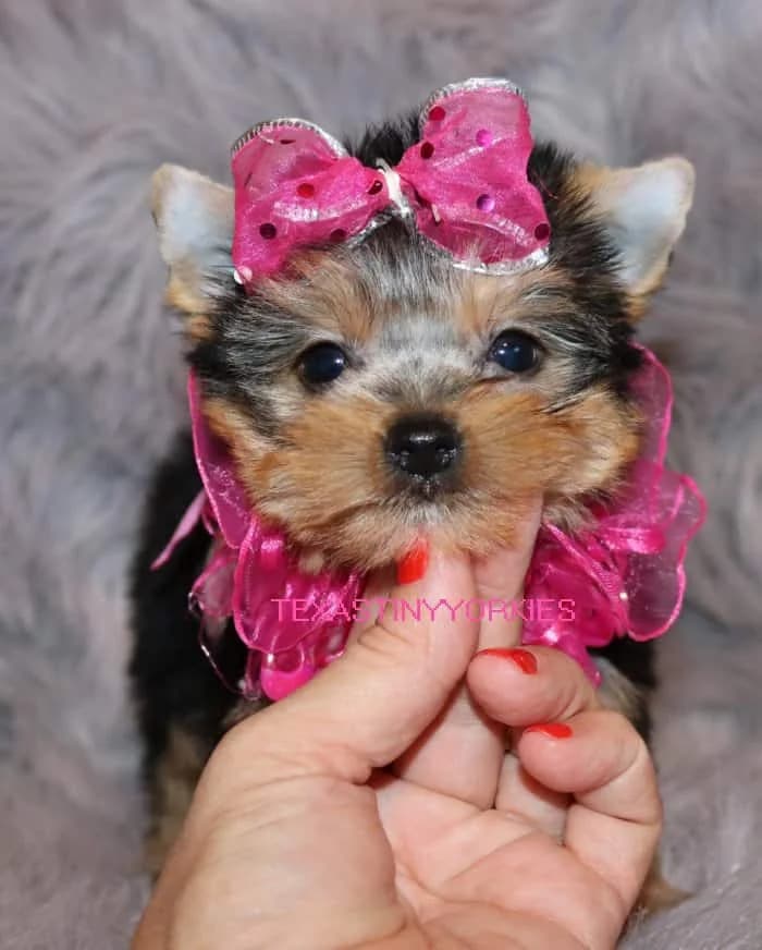 The Ultimate Teacup Yorkie Guide: What You Need to Know Before Buying — Texas Tiny Yorkies guide