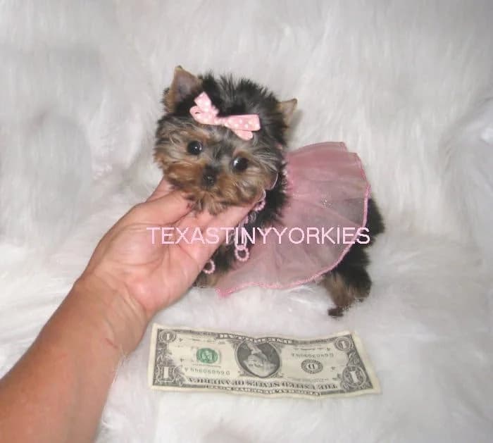 Past Texas Tiny Yorkies puppy 15