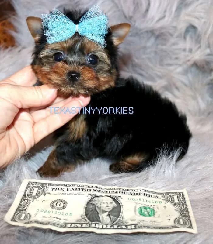 Traveling with Your Teacup Yorkie in Texas: The Ultimate Road Trip Guide for Dog Lovers — Texas Tiny Yorkies guide