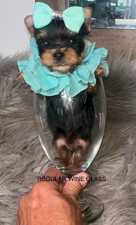 Top 10 Reasons Why Teacup Yorkies Make the Best Pets — Texas Tiny Yorkies guide
