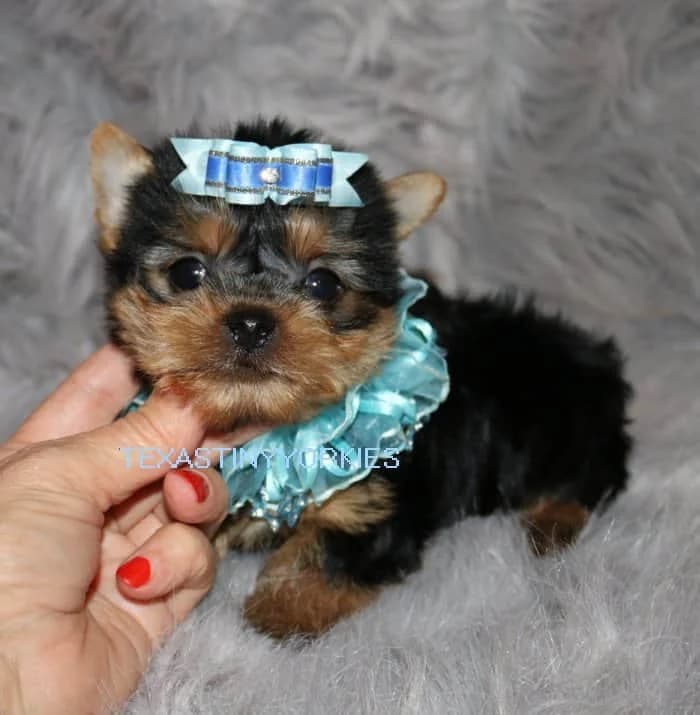 Past Texas Tiny Yorkies puppy 8