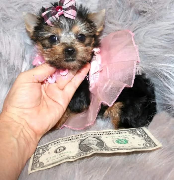 Past Texas Tiny Yorkies puppy 7