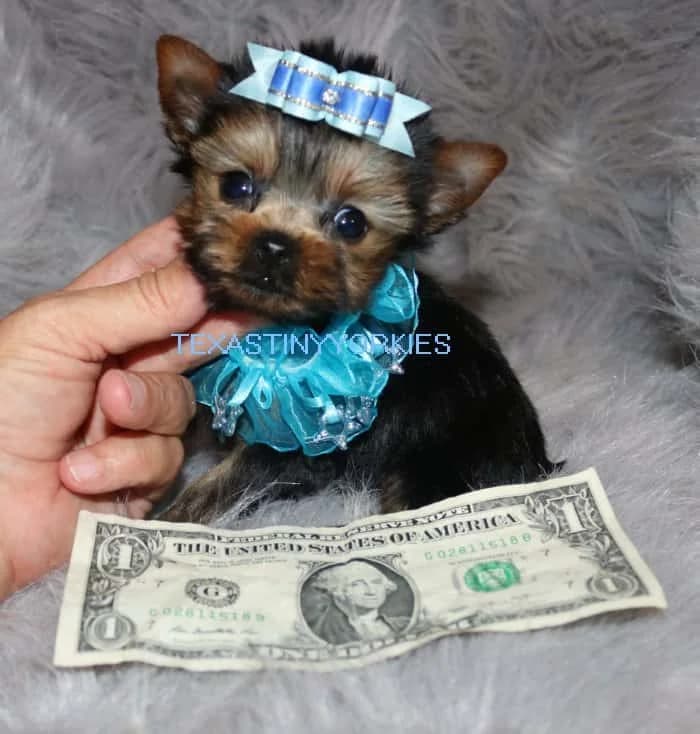 Past Texas Tiny Yorkies puppy 1