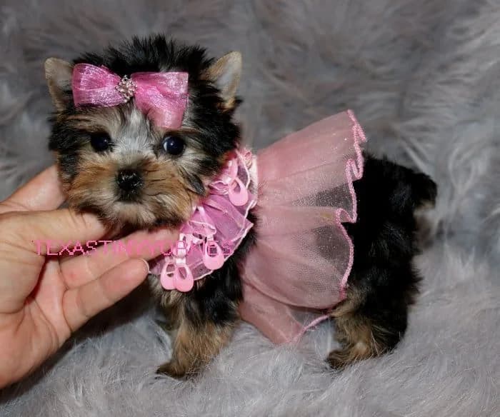 Past Texas Tiny Yorkies puppy 9
