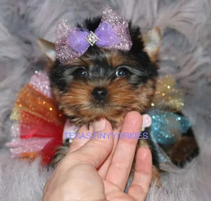 Past Texas Tiny Yorkies puppy 3