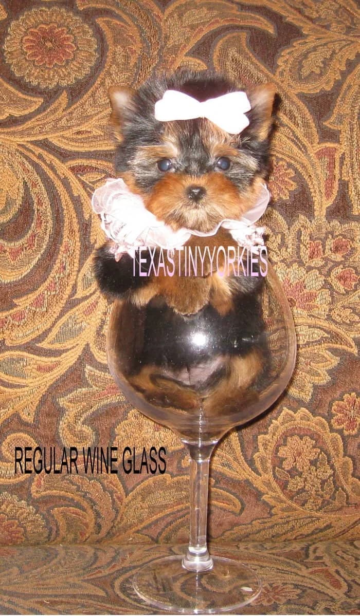 Past Texas Tiny Yorkies puppy 14