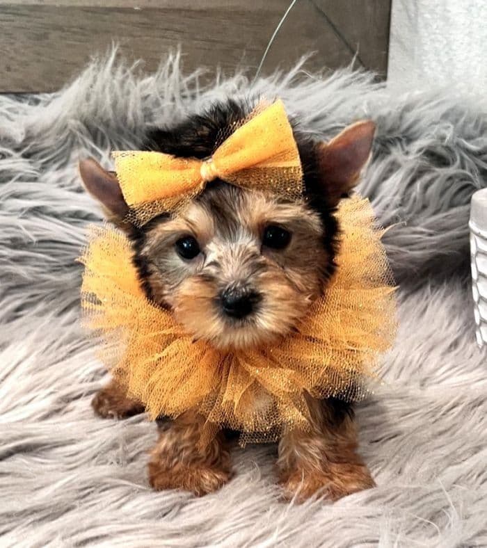 Gus ~ $2000, a Texas Tiny Yorkies puppy