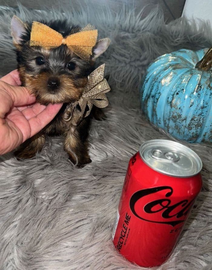 FALL SALE! Leo ~ $1800 (Originally $2200), a Texas Tiny Yorkies puppy