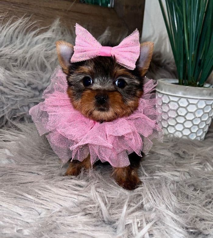 GUCCI ~ $5000, a Texas Tiny Yorkies puppy