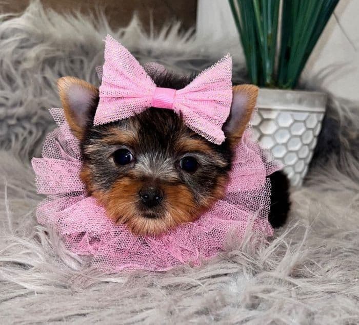 GUCCI ~ $5000, a Texas Tiny Yorkies puppy