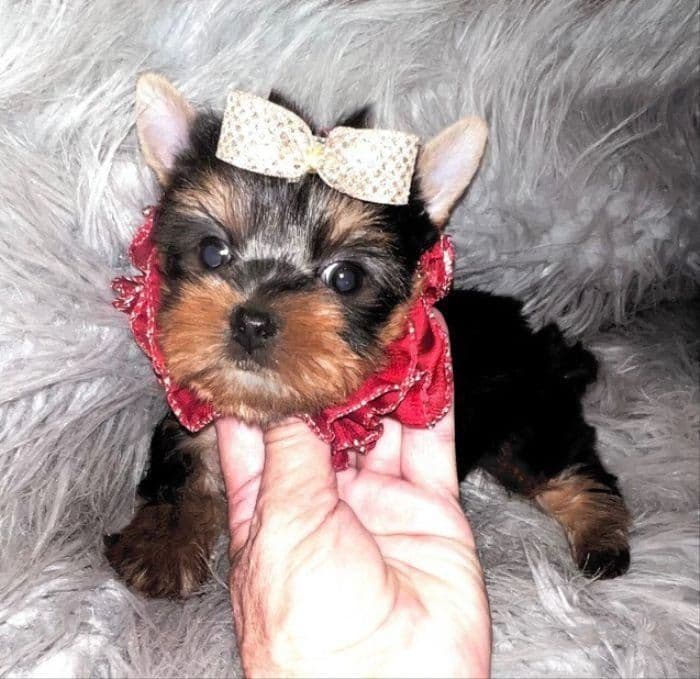 FALL SALE! Louie ~ $2600 (Originally $3000), a Texas Tiny Yorkies puppy