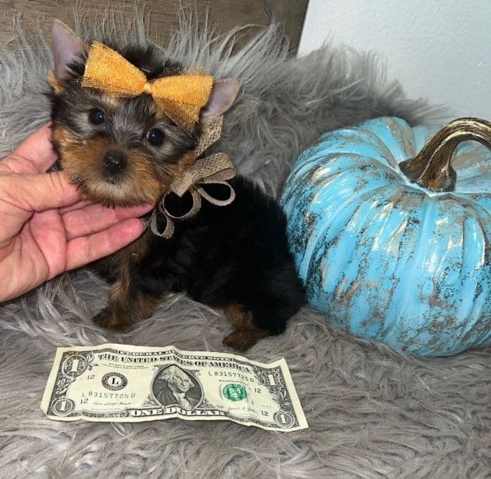 FALL SALE! Leo ~ $1800 (Originally $2200), a Texas Tiny Yorkies puppy