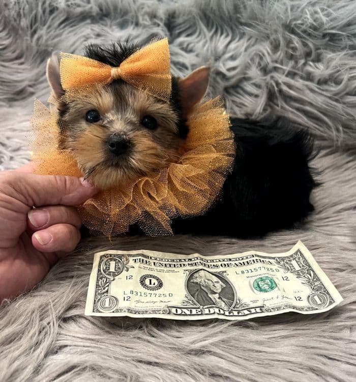 Gus ~ $2000, a Texas Tiny Yorkies puppy