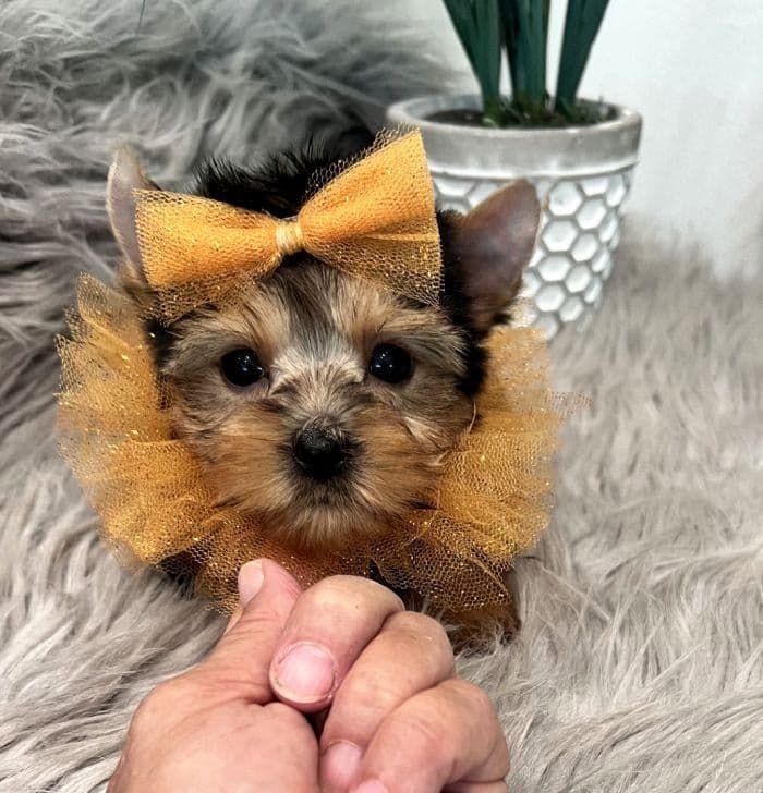 Gus ~ $2000, a Texas Tiny Yorkies puppy