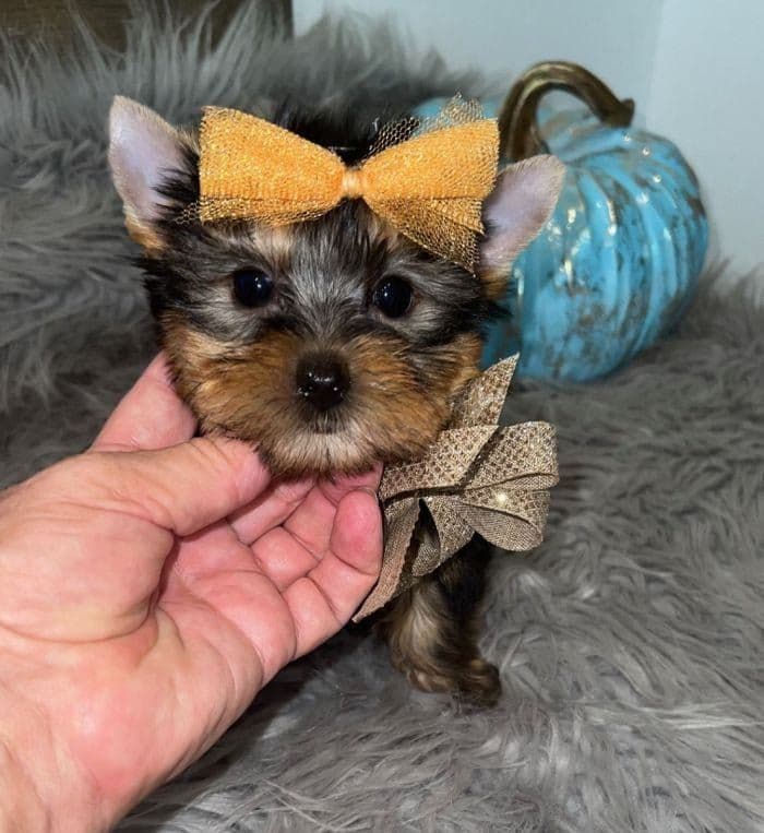 FALL SALE! Leo ~ $1800 (Originally $2200), a Texas Tiny Yorkies puppy