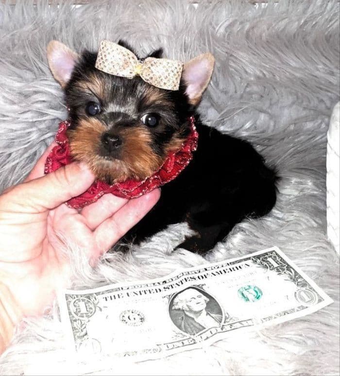 FALL SALE! Louie ~ $2600 (Originally $3000), a Texas Tiny Yorkies puppy