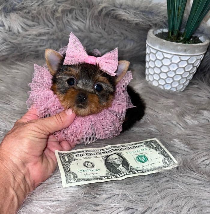 GUCCI ~ $5000, a Texas Tiny Yorkies puppy