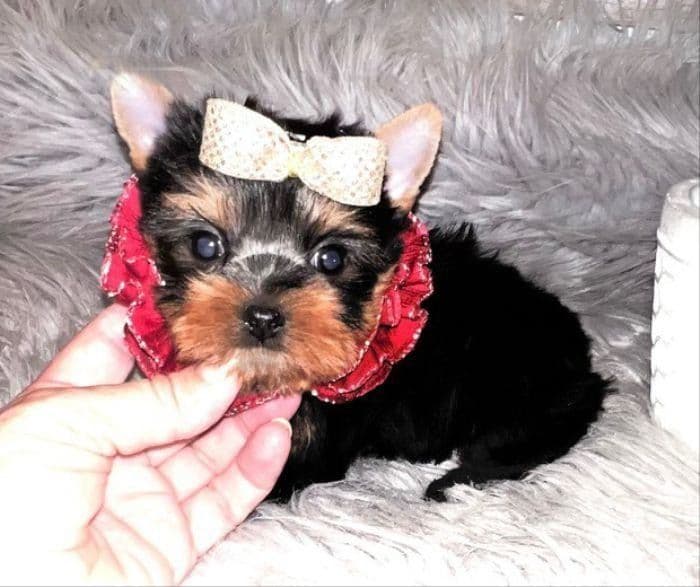 FALL SALE! Louie ~ $2600 (Originally $3000), a Texas Tiny Yorkies puppy